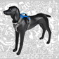 SHEEP DOGZ ARNES PUELO TRINAR ANDINO GOLONDRINA CHILENA