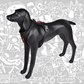 SHEEP DOGZ ARNES PUELO TRINAR ANDINO LOICA
