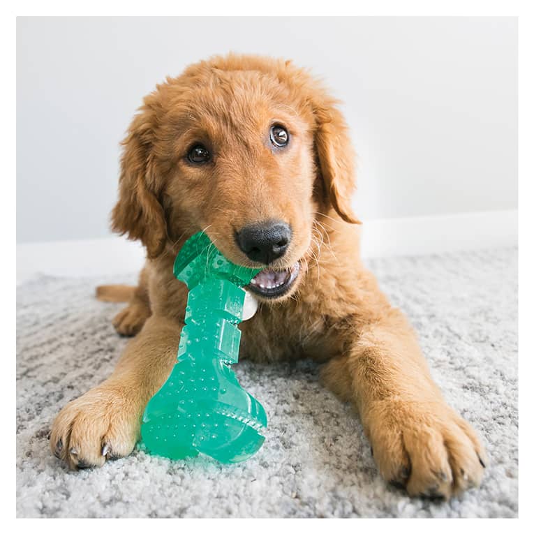 KONG SQUEEZZ DENTAL BONE