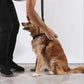 ZEE.DOG SWELL DOG H HARNESS